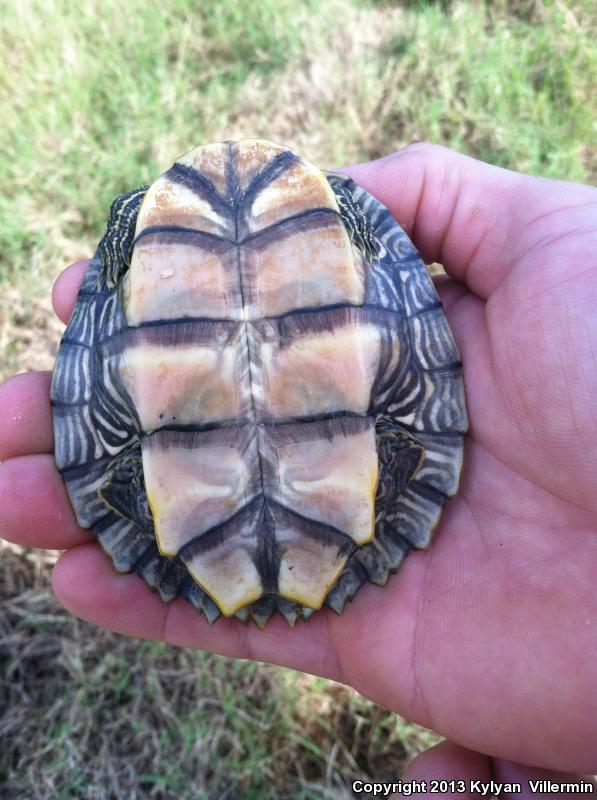 Mississippi Map Turtle (Graptemys pseudogeographica kohnii)