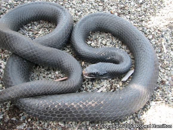 Northern  Black Racer (Coluber constrictor constrictor)