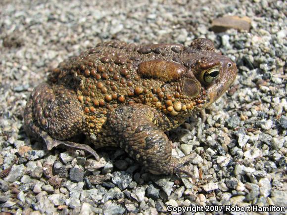 Eastern American Toad (Anaxyrus americanus americanus)