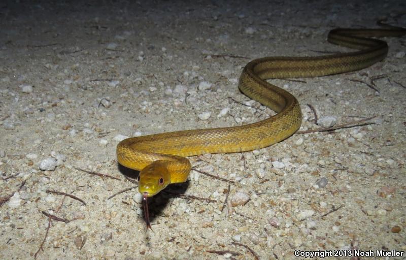 Everglades Ratsnake (Pantherophis obsoletus rossalleni)