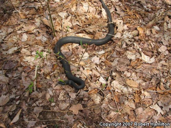 Northern  Black Racer (Coluber constrictor constrictor)