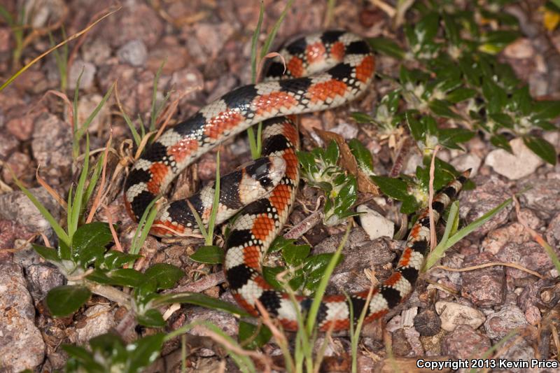 Thornscrub Hook-nosed Snake (Gyalopion quadrangulare)