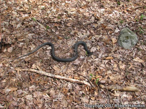 Northern  Black Racer (Coluber constrictor constrictor)