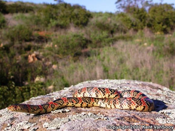 Western Long-nosed Snake (Rhinocheilus lecontei)