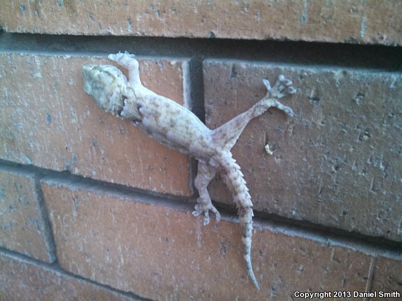 Ringed Wall Gecko (Tarentola annularis)