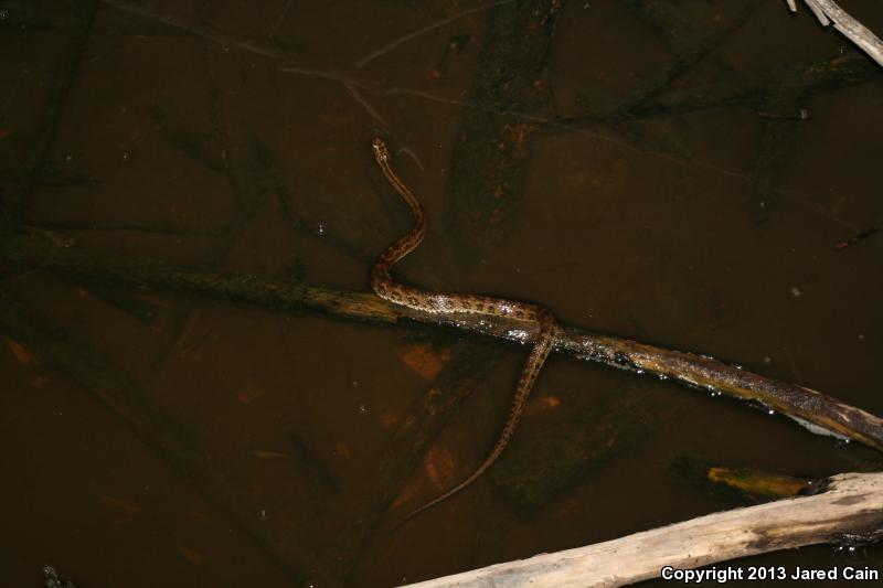 Atlantic Saltmarsh Snake (Nerodia clarkii taeniata)