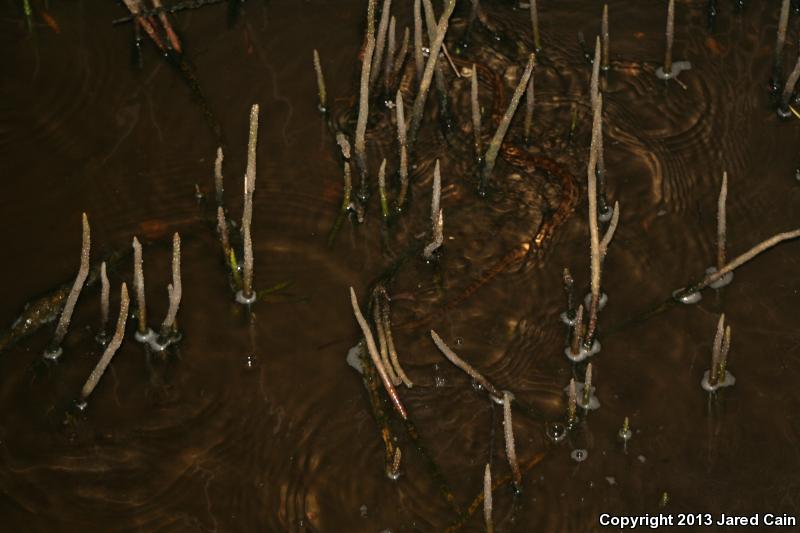 Atlantic Saltmarsh Snake (Nerodia clarkii taeniata)