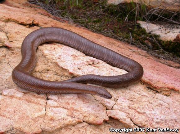 Coastal Rosy Boa (Lichanura trivirgata roseofusca)