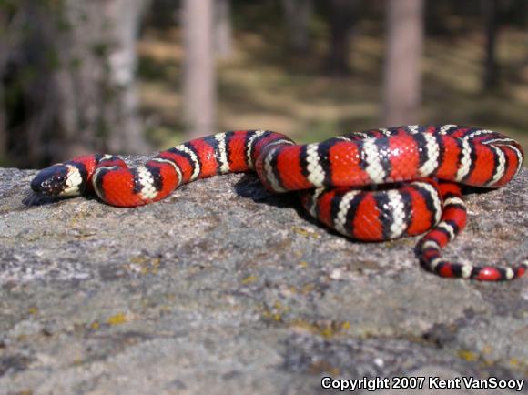 San Diego Mountain Kingsnake (Lampropeltis zonata pulchra)