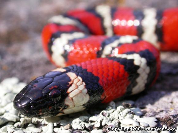 San Diego Mountain Kingsnake (Lampropeltis zonata pulchra)