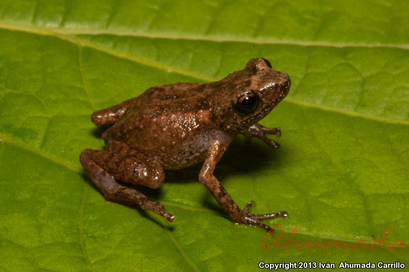 Brown Peeping Frog (Eleutherodactylus fuscus)