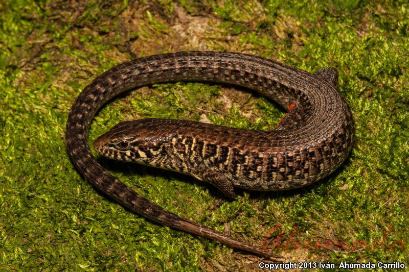 Morelet's Alligator Lizard (Mesaspis moreleti)