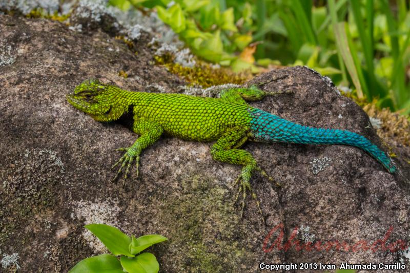 Nuclear Emerald Spiny Lizard (Sceloporus taeniocnemis)