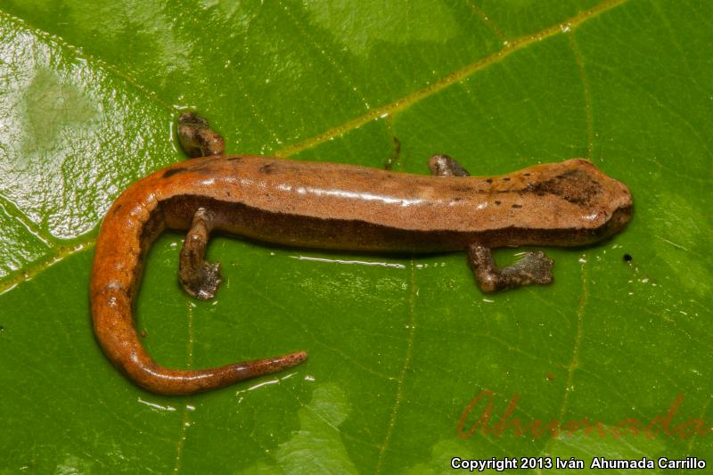 Southern Banana Salamander (Bolitoglossa occidentalis)