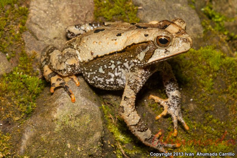 Huge Crested Toad (Ollotis macrocristata)