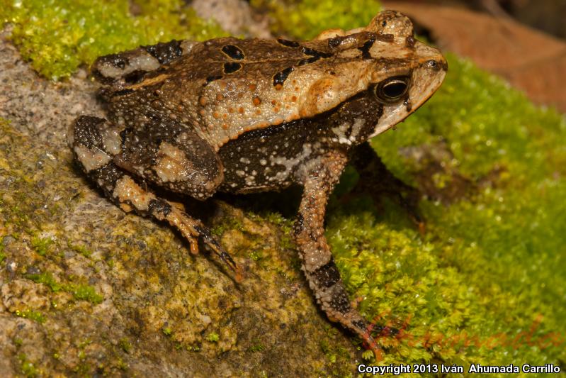 Huge Crested Toad (Ollotis macrocristata)