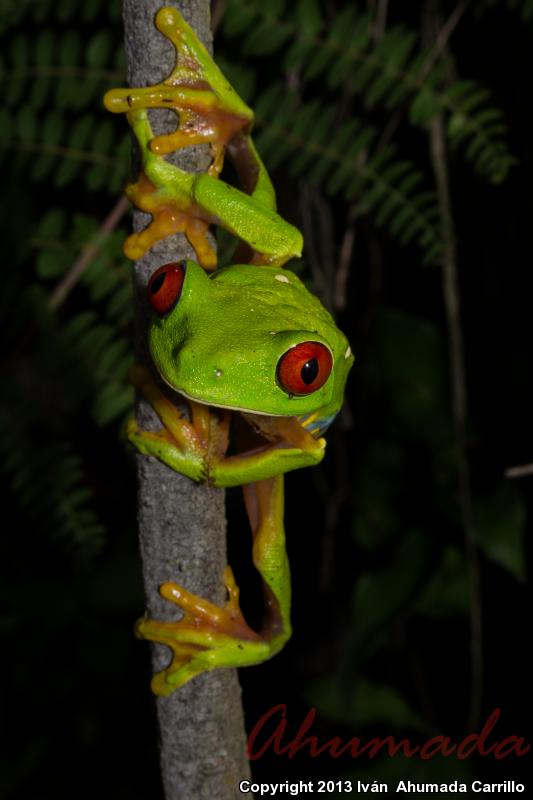 Red-eyed Treefrog (Agalychnis callidryas)