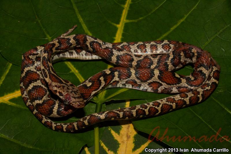 Tropical Ratsnake (Pseudelaphe flavirufa)