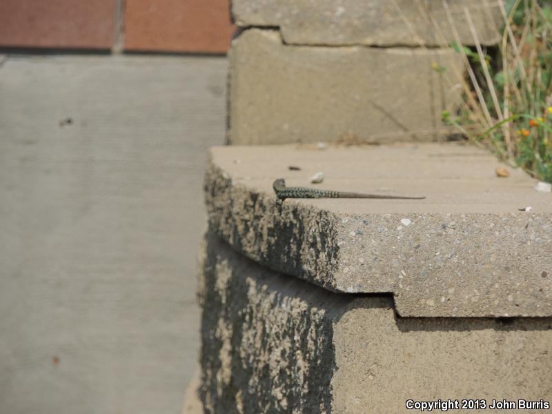 Common Wall Lizard (Podarcis muralis)