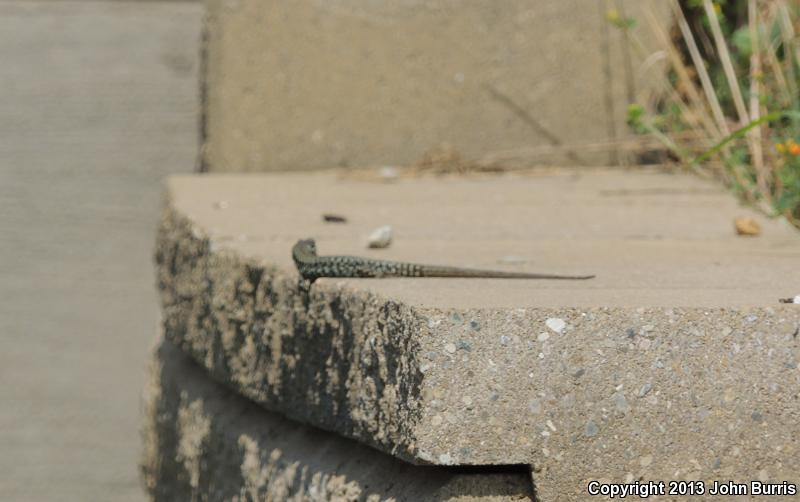 Common Wall Lizard (Podarcis muralis)