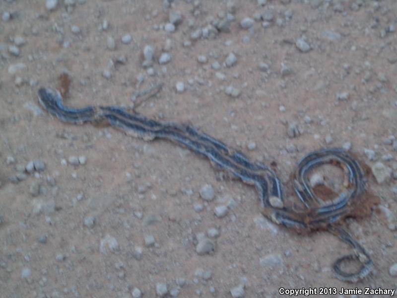 Texas Gartersnake (Thamnophis sirtalis annectens)