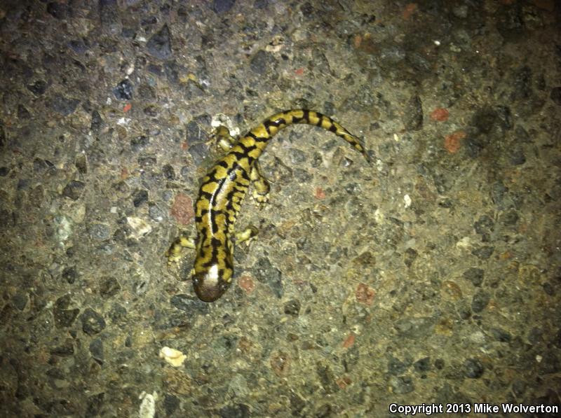 Blotched Tiger Salamander (Ambystoma mavortium melanostictum)