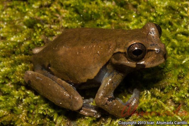 Ixil Spikethumb Frog (Plectrohyla ixil)