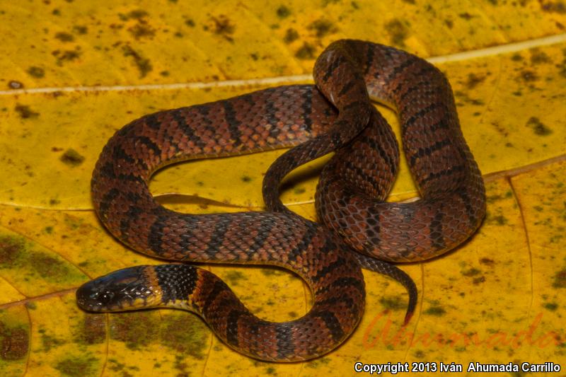 Red-backed Coffee Snake (Ninia sebae)