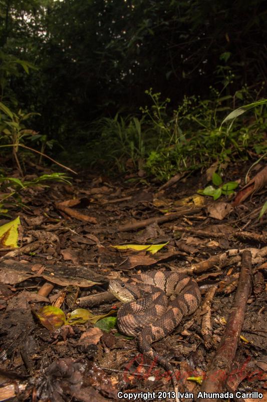 Mexican Jumping Pitviper (Atropoides mexicanus)