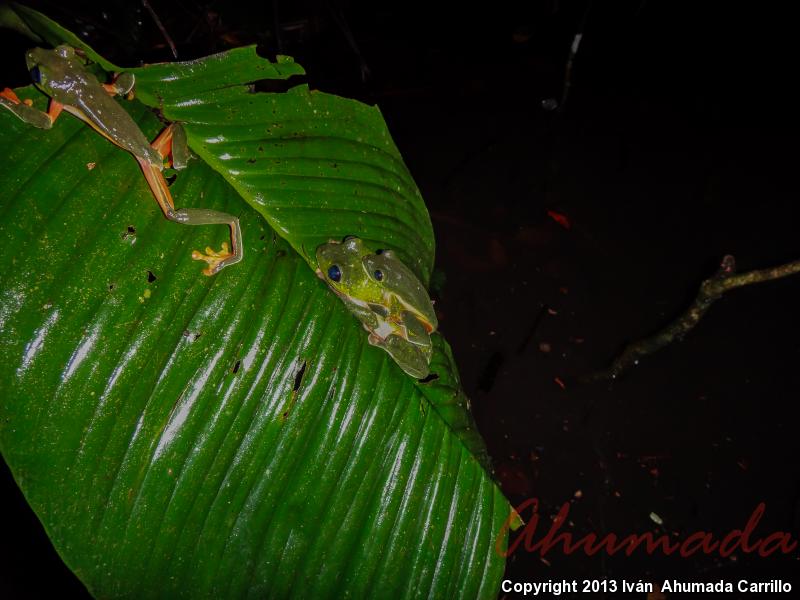 Morelet's Leaf Frog (Agalychnis moreletii)