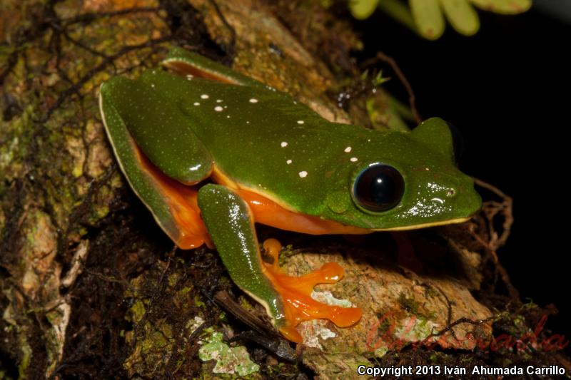 Morelet's Leaf Frog (Agalychnis moreletii)