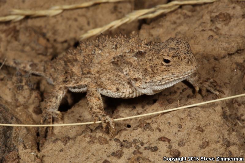 Pygmy Short-horned Lizard (Phrynosoma douglasii)