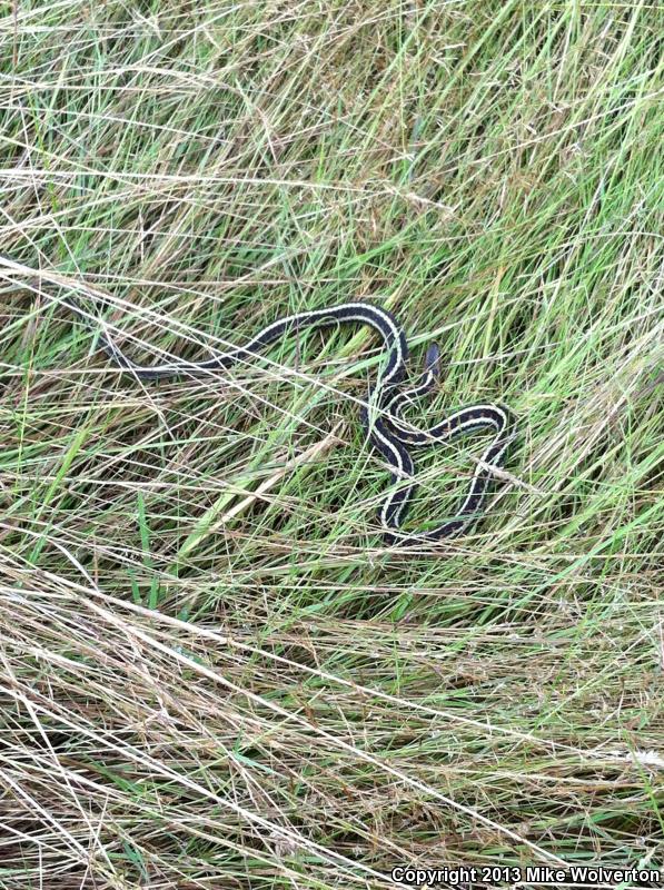 Puget Sound Gartersnake (Thamnophis sirtalis pickeringii)