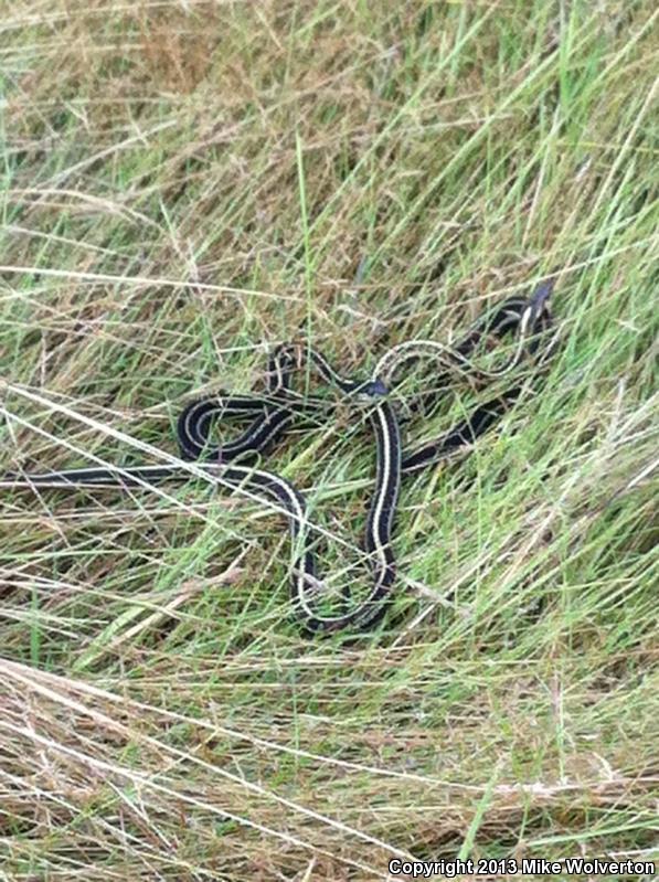 Puget Sound Gartersnake (Thamnophis sirtalis pickeringii)