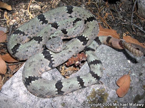 Banded Rock Rattlesnake (Crotalus lepidus klauberi)