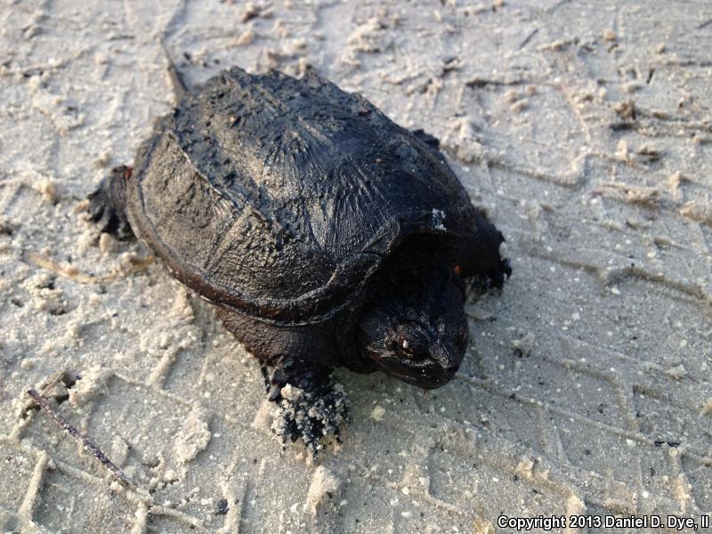 Florida Snapping Turtle (Chelydra serpentina osceola)