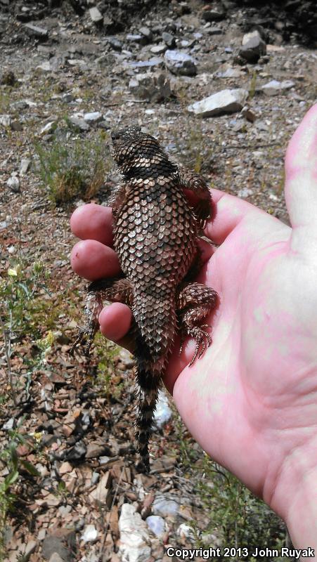 New Mexico Crevice Spiny Lizard (Sceloporus poinsettii poinsettii)