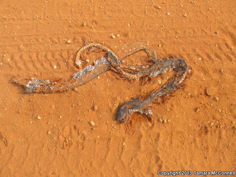 Black Pinesnake (Pituophis melanoleucus lodingi)