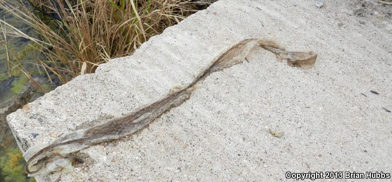 Mexican Gartersnake (Thamnophis eques)