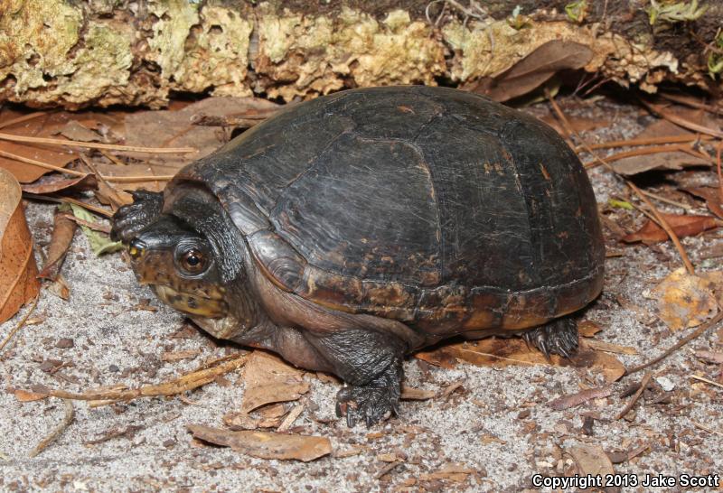 Florida Mud Turtle (Kinosternon subrubrum steindachneri)