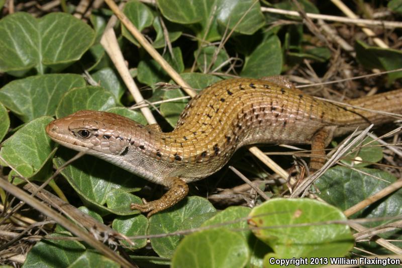 Shasta Alligator Lizard (Elgaria coerulea shastensis)