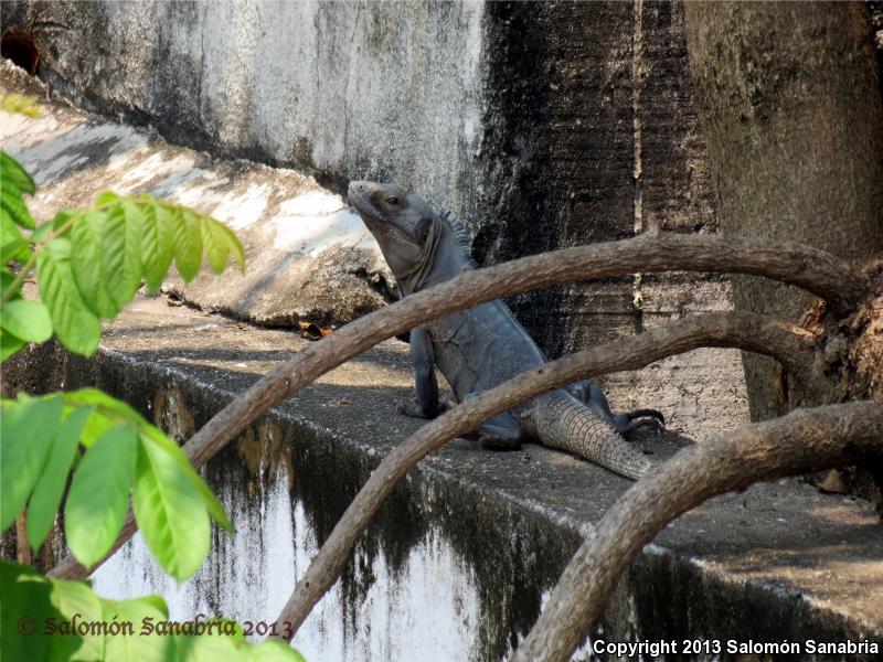 Gray's Spiny-tailed Iguana (Ctenosaura similis similis)