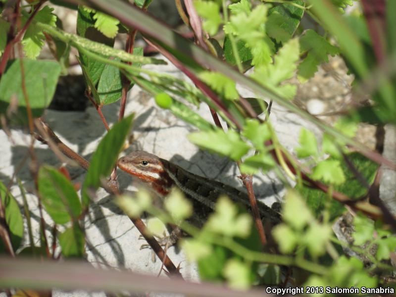 Southern Rose-bellied Lizard (Sceloporus variabilis variabilis)