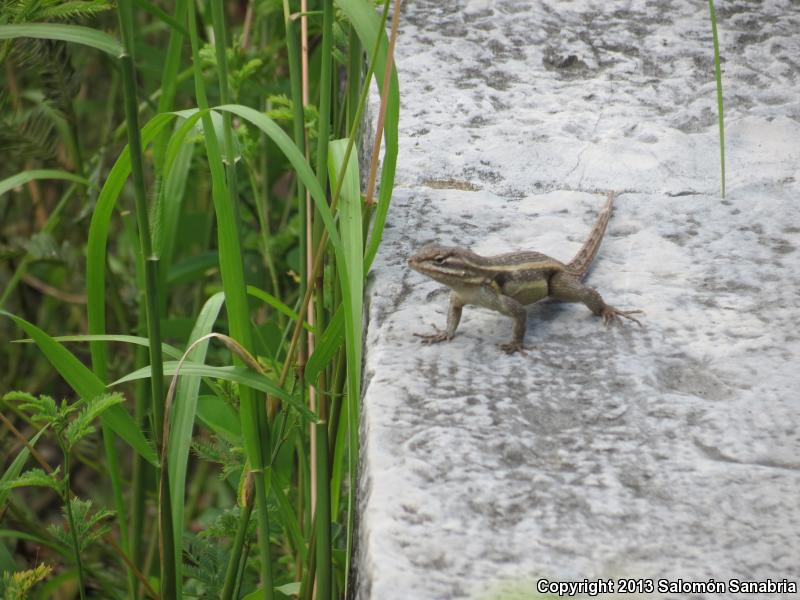 Southern Rose-bellied Lizard (Sceloporus variabilis variabilis)