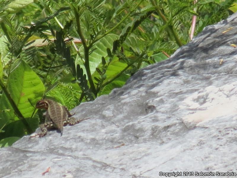 Southern Rose-bellied Lizard (Sceloporus variabilis variabilis)