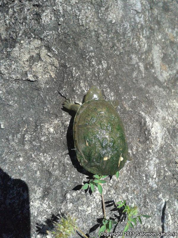 Mexican Mud Turtle (Kinosternon integrum)