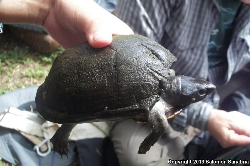 Mexican Mud Turtle (Kinosternon integrum)