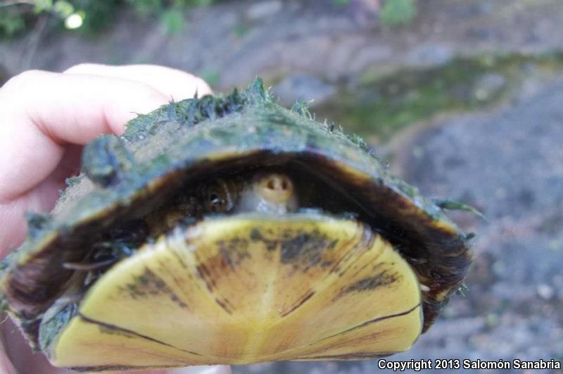 Mexican Mud Turtle (Kinosternon integrum)