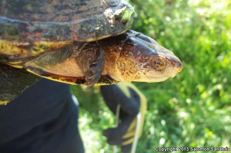 Mexican Mud Turtle (Kinosternon integrum)