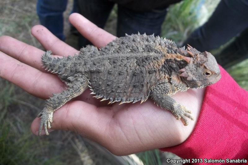 Mountain Horned Lizard (Phrynosoma orbiculare orbiculare)